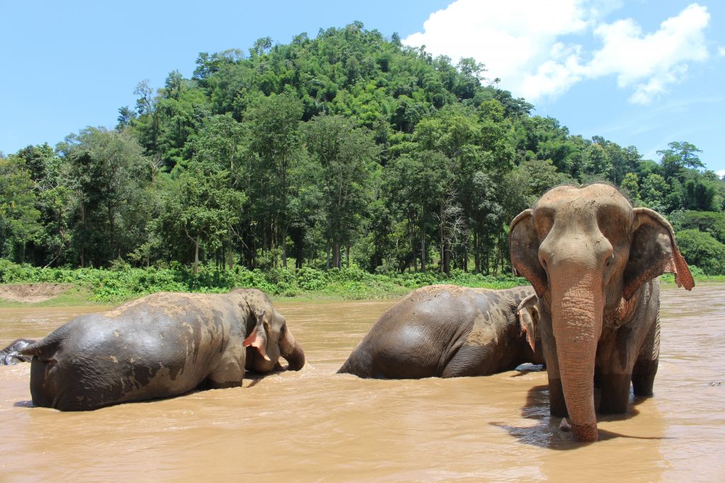 Elephant Hill Safari Camp im Khao Sok Nationalpark